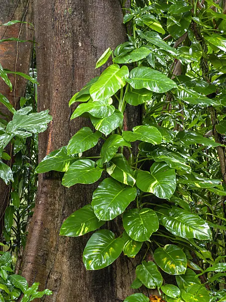 434053 - Philodendron