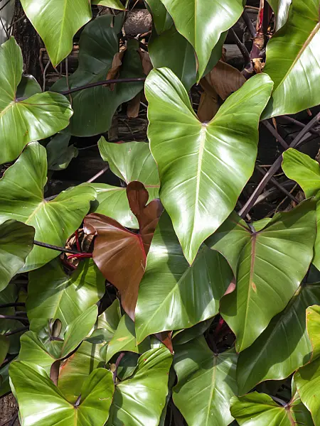 434350 - Philodendron