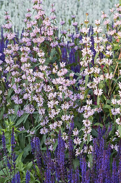 473018 - Phlomis tubéreux (Phlomis tuberosa) et sauge des bois (Salvia nemorosa)