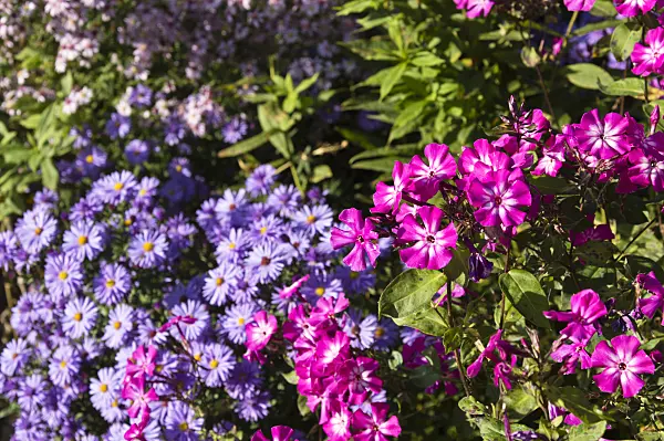 512097 - Phlox et asters (Aster)