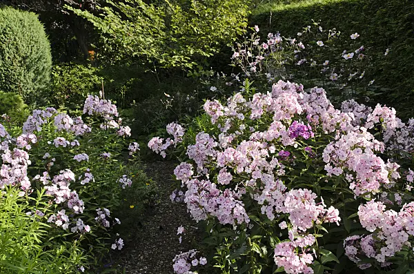 498310 - Phlox paniculé (Phlox paniculata)