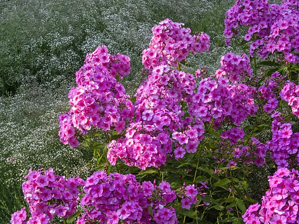 416009 - Phlox paniculé (Phlox paniculata 'Dorffreude')