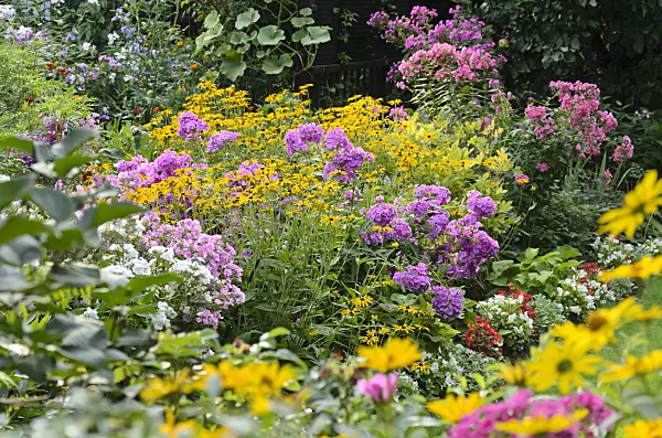 523081 - Phlox paniculé (Phlox paniculata) et rudbeckie (Rudbeckia fulgida)