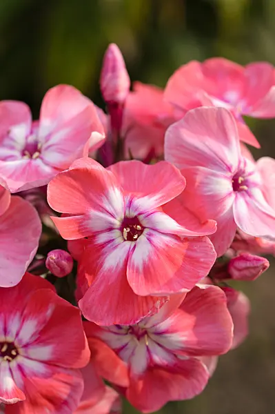 474008 - Phlox paniculé (Phlox paniculata 'Eva Foerster')