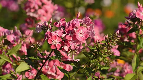 498071 - Phlox paniculé (Phlox paniculata 'Eva Foerster')
