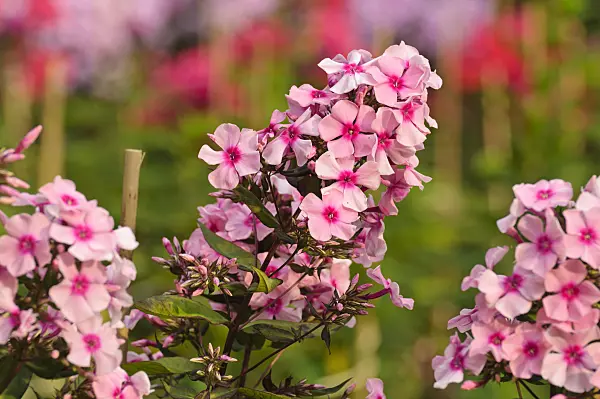 474016 - Phlox paniculé (Phlox paniculata 'Fesselballon')