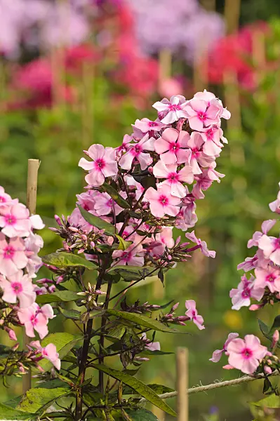 474017 - Phlox paniculé (Phlox paniculata 'Fesselballon')