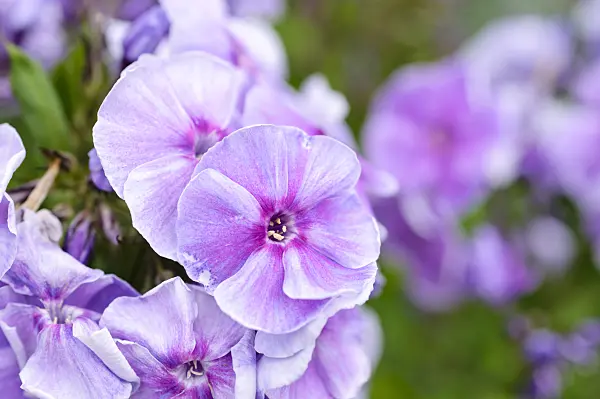 474193 - Phlox paniculé (Phlox paniculata 'Gräfin von Schwerin')