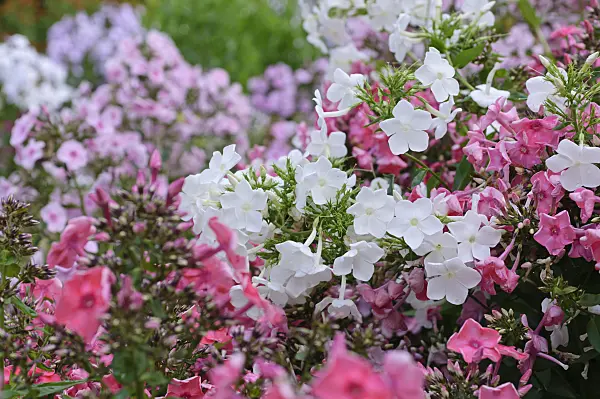 474411 - Phlox paniculé (Phlox paniculata 'Hochgesang')