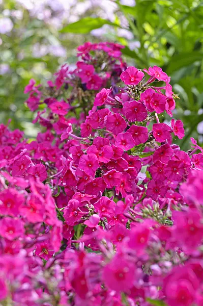 474402 - Phlox paniculé (Phlox paniculata 'Kirchenfürst')
