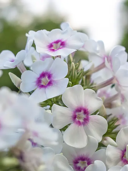 416071 - Phlox paniculé (Phlox paniculata 'Kirmesländler')