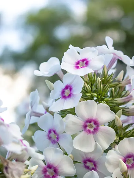 416072 - Phlox paniculé (Phlox paniculata 'Kirmesländler')