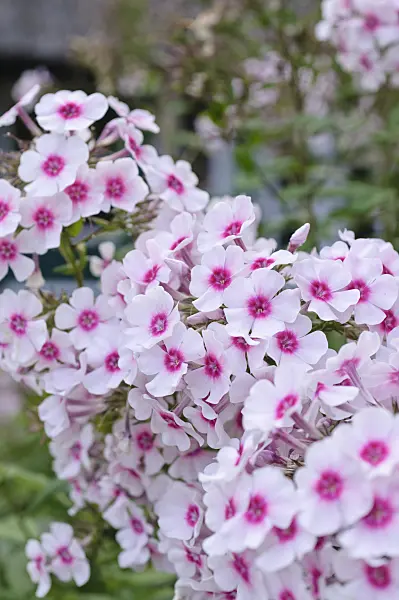 487171 - Phlox paniculé (Phlox paniculata 'Kirmesländler')