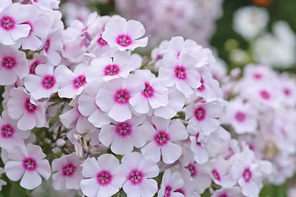487172 - Phlox paniculé (Phlox paniculata 'Kirmesländler')