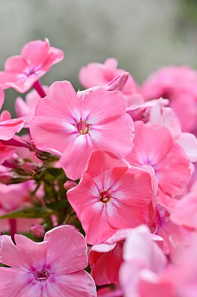 474166 - Phlox paniculé (Phlox paniculata 'Lachsjuwel')