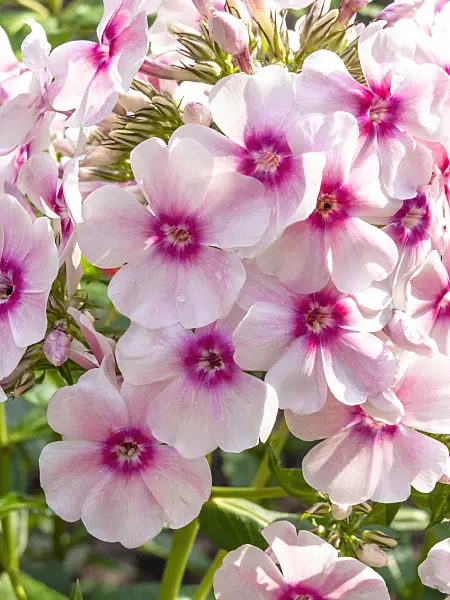 427241 - Phlox paniculé (Phlox paniculata 'Landhochzeit')