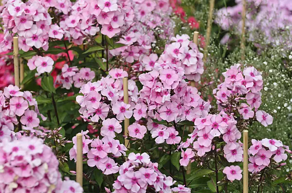 474014 - Phlox paniculé (Phlox paniculata 'Landhochzeit')