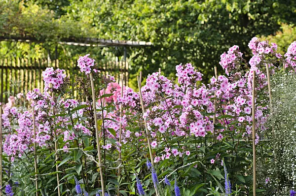 474414 - Phlox paniculé (Phlox paniculata 'Landhochzeit')