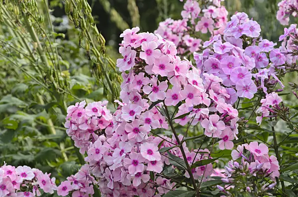 498088 - Phlox paniculé (Phlox paniculata 'Landhochzeit')