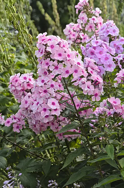 498089 - Phlox paniculé (Phlox paniculata 'Landhochzeit')
