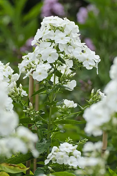 474013 - Phlox paniculé (Phlox paniculata 'Monte Cristallo')