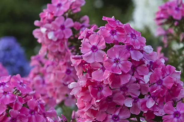 510102 - Phlox paniculé (Phlox paniculata 'Pastorale')