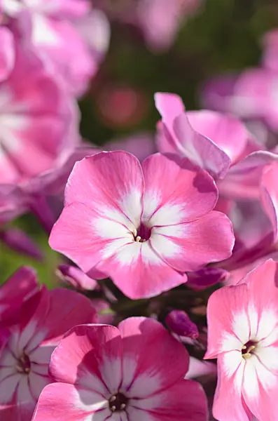498295 - Phlox paniculé (Phlox paniculata 'Pink Eye Flame')