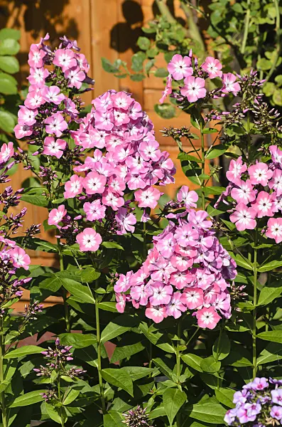 498301 - Phlox paniculé (Phlox paniculata 'Pink Eye Flame')