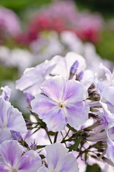 474005 - Phlox paniculé (Phlox paniculata 'Prospero')