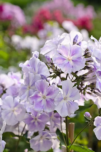 474006 - Phlox paniculé (Phlox paniculata 'Prospero')
