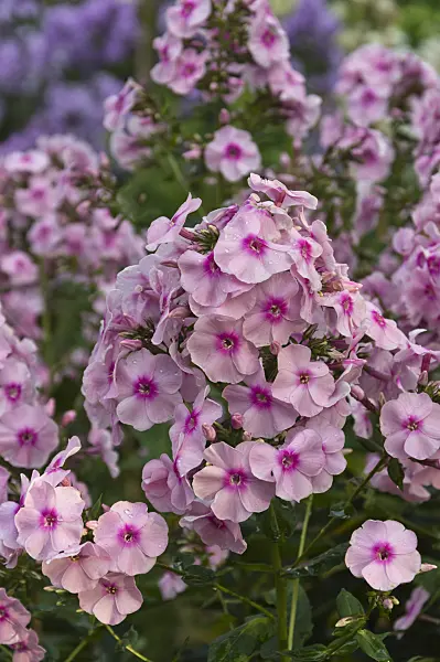 510104 - Phlox paniculé (Phlox paniculata 'Puderquaste')