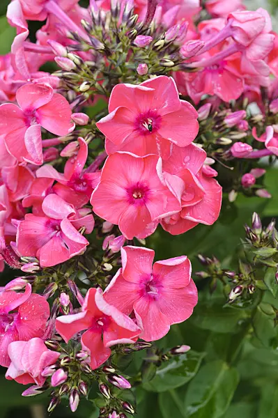 474412 - Phlox paniculé (Phlox paniculata 'Redivivus')