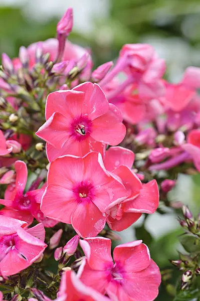 474413 - Phlox paniculé (Phlox paniculata 'Redivivus')