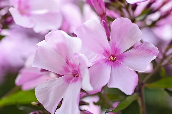 474003 - Phlox paniculé (Phlox paniculata 'Rosenlicht')