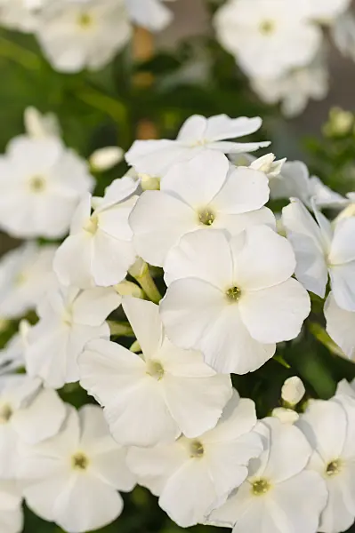 474007 - Phlox paniculé (Phlox paniculata 'Schneeferner')
