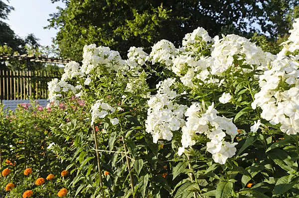 498068 - Phlox paniculé (Phlox paniculata 'Schneeferner')