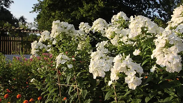 498075 - Phlox paniculé (Phlox paniculata 'Schneeferner')