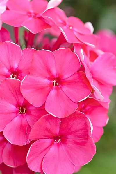 475129 - Phlox paniculé (Phlox paniculata 'Tenor')