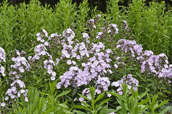 474018 - Phlox paniculé (Phlox paniculata 'Violetta Gloriosa')