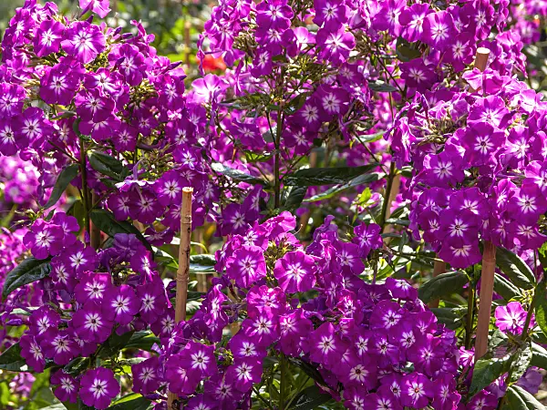 427243 - Phlox paniculé (Phlox paniculata 'Wenn schon denn schon')