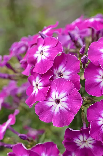 475130 - Phlox paniculé (Phlox paniculata 'Wenn schon denn schon')