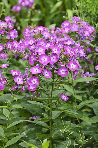 486180 - Phlox paniculé (Phlox paniculata 'Wilhelm Kesselring')