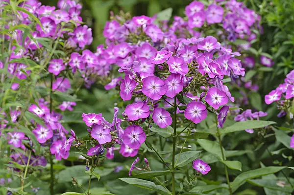 486181 - Phlox paniculé (Phlox paniculata 'Wilhelm Kesselring')