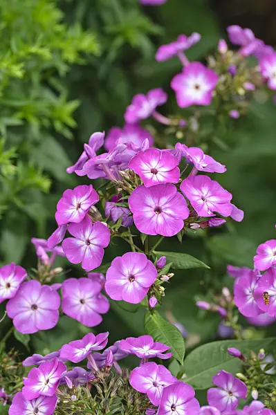 486182 - Phlox paniculé (Phlox paniculata 'Wilhelm Kesselring')