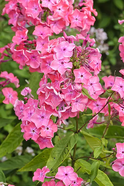 474180 - Phlox paniculé (Phlox paniculata 'Württembergia')