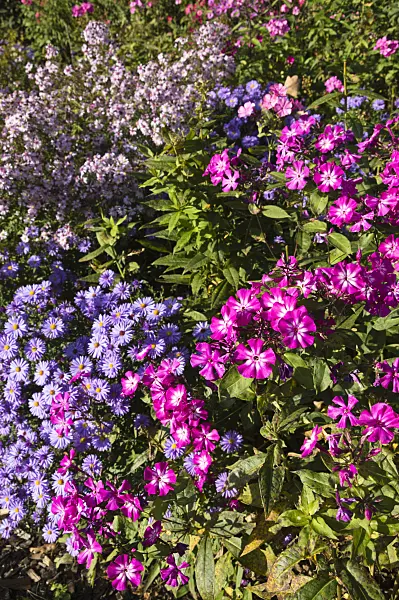 512098 - Phlox (Phlox) and asters (Aster)