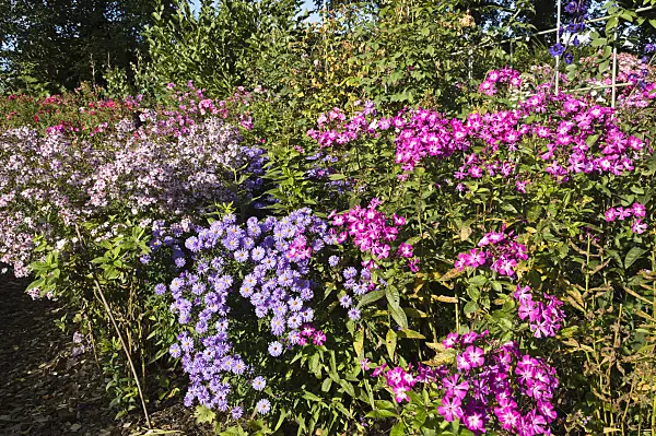 512099 - Phlox (Phlox) and asters (Aster)