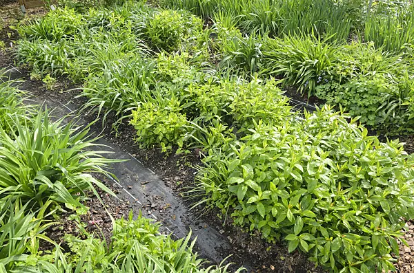 520139 - Phlox (Phlox) and day lilies (Hemerocallis)
