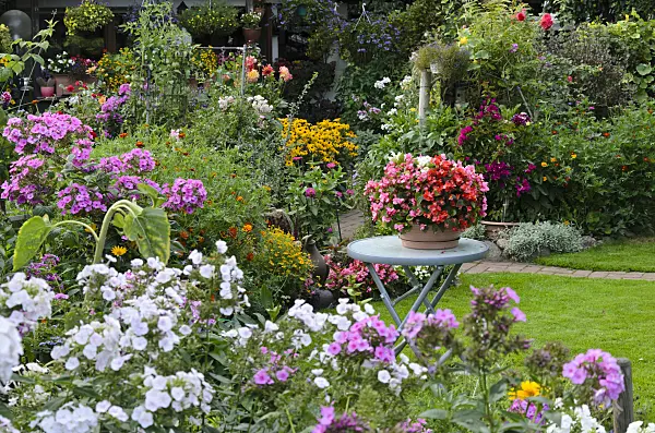 523079 - Phlox (Phlox), begonias (Begonia semperflorens) and marigolds (Tagetes)