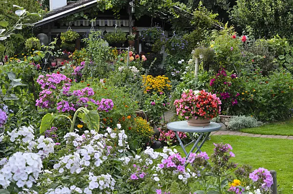 523080 - Phlox (Phlox), begonias (Begonia semperflorens) and marigolds (Tagetes)